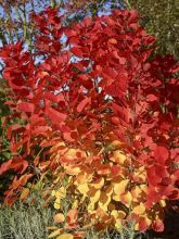 Arbre à perruque 'Flamissimo '