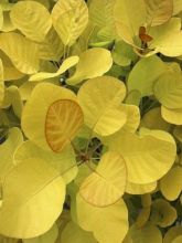 Cotinus coggygria Golden Lady - Arbre à perruque