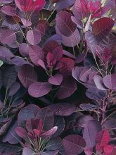 Cotinus coggygria Lilla - Arbre à perruque nain.