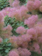 Cotinus Smokey Joe - Arbre à perruque nain.