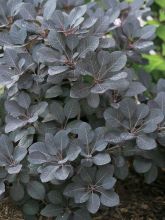 Cotinus coggygria Winecraft Black - Arbre à perruque