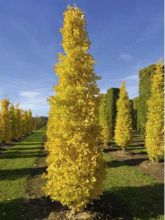 Ginkgo biloba Blagon - Arbre aux quarante écus