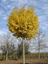 Arbre aux 40 écus 'Globus'