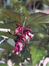 Arbre aux faisans 'Purple Rain'