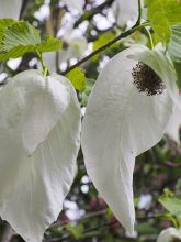 Arbre aux mouchoirs 'Sonoma'