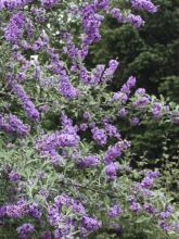 Buddleia alternifolia Unique - arbre aux papillons à feuilles alternes