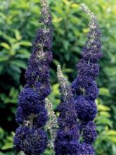 Buddleia davidii Adonis Blue, Arbre à papillons