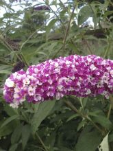 Buddleia Berries & Cream