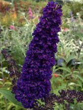 Buddleia davidii Black Knight - Arbre aux papillons