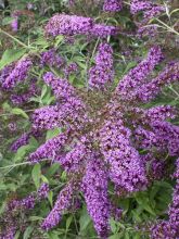 Buddleja davidii Camberwell Beauty - Arbre aux papillons