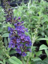 Buddleia Empire Blue - Arbre aux papillons