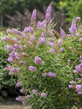 Buddleja Flutterby Peace - Arbre aux papillons