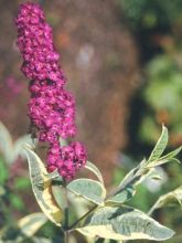 Buddleia davidii Harlequin - Arbre à papillons panaché