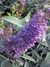 Buddleia Lochinch  - Arbre aux papillons