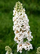 Buddleja Marbled White - Arbre aux Papillons