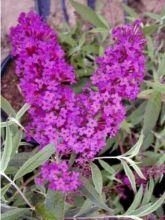 Buddleia davidii Nanho Purple - Arbre aux papillons nain