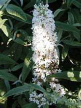 Buddleia davidii Nanho White - Arbre aux papillons nain