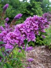 Buddleja Peacock - Arbre aux papillons