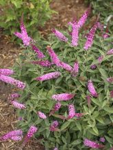 Buddleja Pink Micro Chip - Arbre aux papillons nain