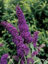 Buddleia davidii Purple Emperor - Arbre aux papillons