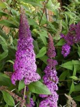 Buddleia davidii Rêve de Papillon Pink - Arbre aux papillons