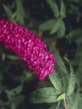 Buddleia Royal Red - Arbre aux papillons rouge