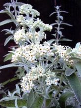 Buddleia Silver Anniversary - Arbre aux papillons