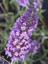 Buddleja Sophie - Arbre à papillons