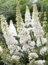 Buddleia davidii White Ball - Buddléia de David à fleurs blanches