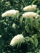 Buddleia davidii White Profusion - Arbre aux papillons