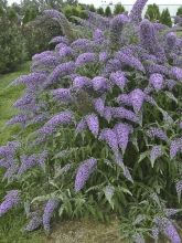 Buddleja Wisteria Lane - Arbre à papillons