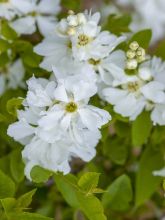 Exochorda Lotus Moon - Exochorde hybride - Arbre aux perles.