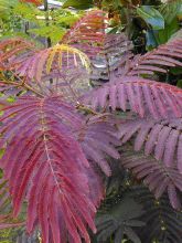 Albizia julibrissin Evey's Pride - Arbre de soie