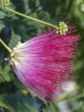 Albizia julibrissin Rouge Selection - Arbre à soie