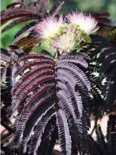 Albizia julibrissin Summer chocolate, arbre de soie