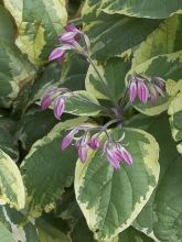 Clerodendrum trichotomum Variegatum - Arbre du Clergé