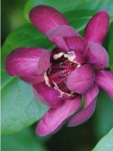 Calycanthus raulstonii Aphrodite - Arbre aux anémones.