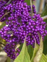 Callicarpa bodinieri Imperial Pearl - Callicarpe