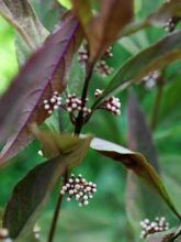 Callicarpa kwangtungensis - Arbuste aux bonbons de Chine