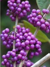 Callicarpa bodinieri Profusion