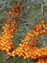 Hippophae rhamnoides Friesdorfer Orange - Argousier