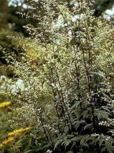 Armoise - Artemisia lactiflora Guizhou