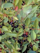 Aronia melanocarpa Hugin - Aronie à fruits noirs 