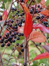 Aronia melanocarpa Professor Ed - Aronie à fruits noirs 