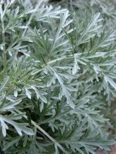 Artemisia  'Powis castle'