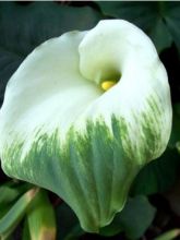 Arum ou Calla vert - Zantedeschia Aethiopica Green Goddess