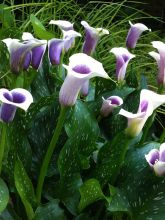 Arum ou Calla bicolore - Zantedeschia Picasso