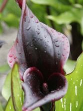 Arum ou Calla noir - Zantedeschia Schwartzwalder