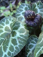 Asarum epigynum Takasago Saishin - Asaret