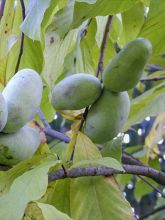 Asiminier, paw-paw, Arbre à banane - Asimina triloba Wells